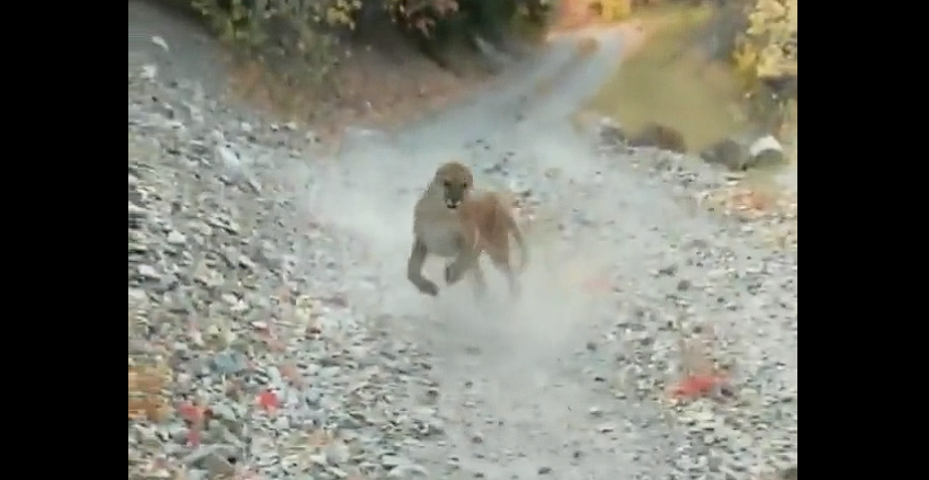 Man followed by a cougar for six terrifying minutes, and captured the whole encounter on camera