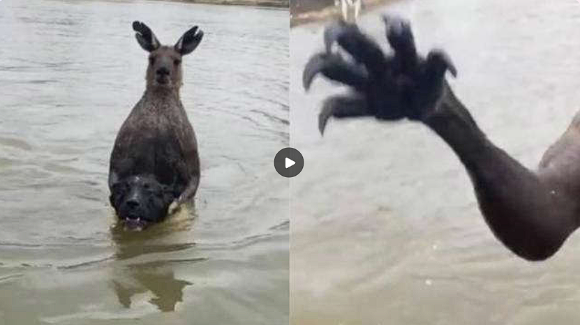 Wild footage: Man heroically rescues dog from drowning kangaroo