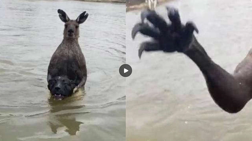 Wild footage: Man heroically rescues dog from drowning kangaroo