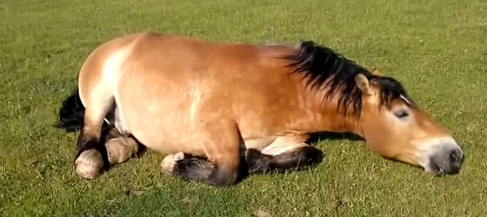 Farmer horrified to find horses lying motionless, bursts into laughter upon closer look
