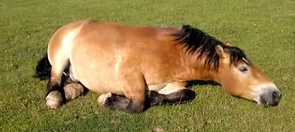 Farmer horrified to find horses lying motionless, bursts into laughter upon closer look