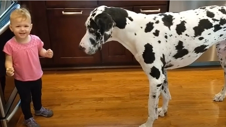 Little girl tries to teach her dog a new trick, but the dog has other plans