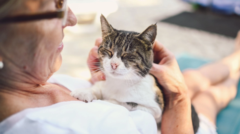 If You’re Over 65, Think Twice Before Getting a Cat: Scientists Explain the Risks for Seniors