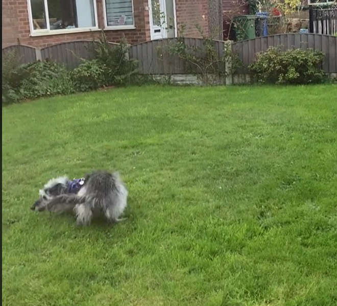 Girl walks neighbor’s dog every day: See the heartwarming reaction from the dog when she arrives