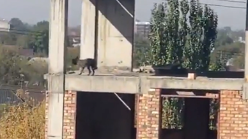 Dog leaps from 5th floor and walks away unscathed, leaving the entire internet speechless