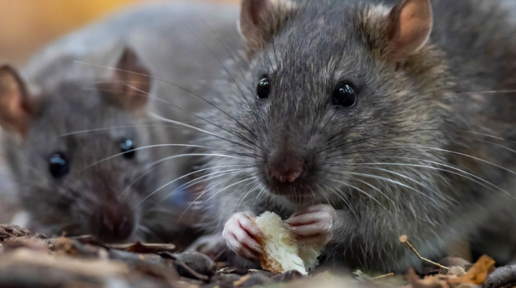 Easy trick: How to keep rats away from your garden