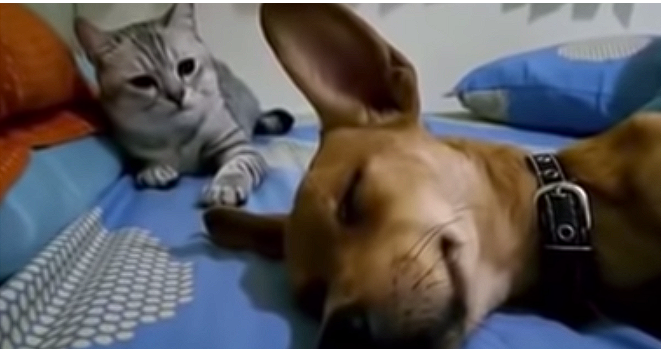 Dog farts in its sleep: Now watch the cat’s reaction