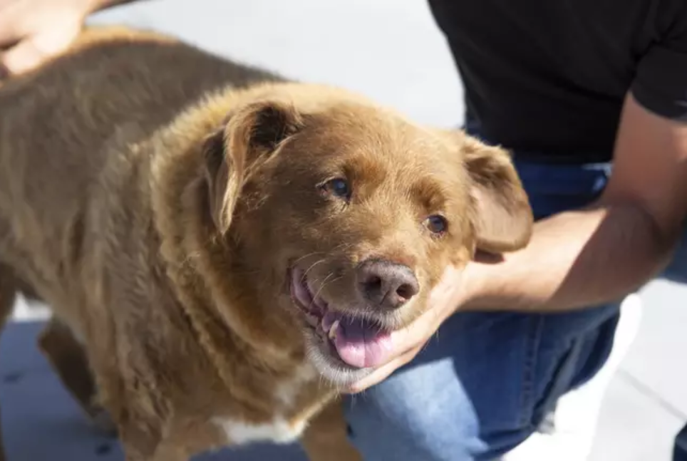 World’s oldest dog, Bobi, passes away at an incredible age – His journey will amaze you
