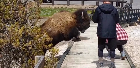 Careless tourists disturb giant bison: Then they learn a very valueable lesson