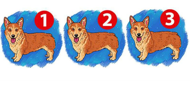 Challenge: Can you spot the odd one out among these dogs?