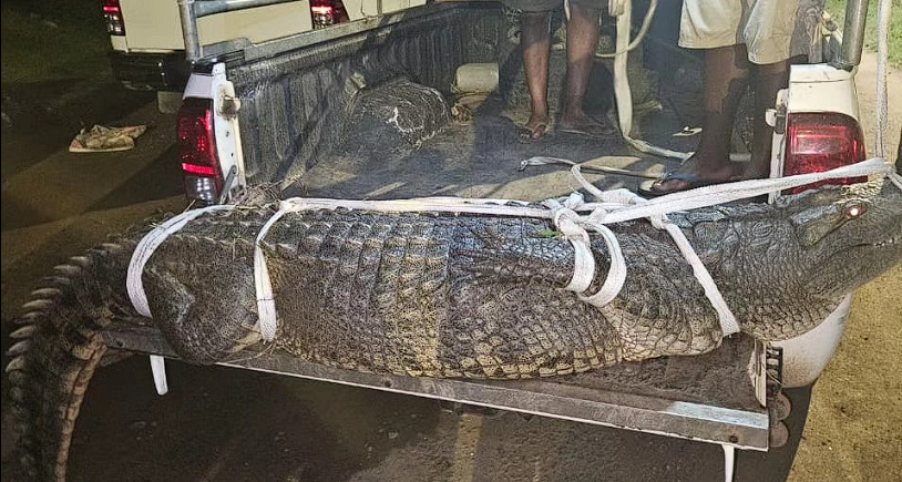 Police surprised when 11-foot crocodile pays visit to police station