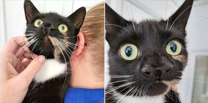 Rescued two-nose cat Nanny McPhee put up for adoption: Looking for a forever home
