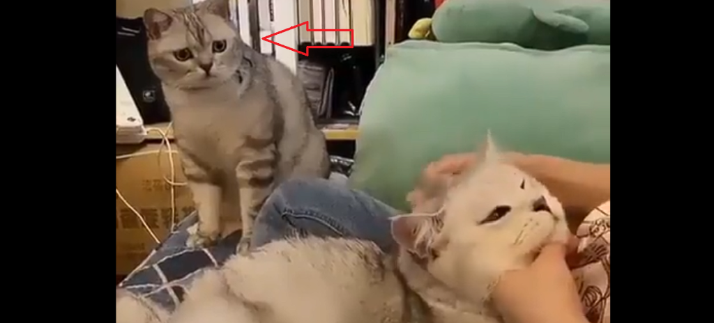 Human pets one cat: But it’s the other cat’s reaction that goes viral