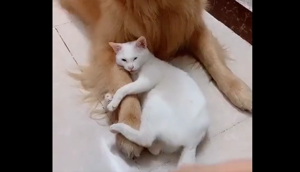 Wholesome video of cat and dog goes viral: Watch the cat’s reaction when someone tries to pet the dog