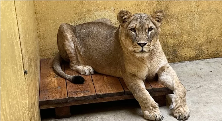 Pregnant lioness Aysa abandoned in Ukrainian Zoo amid war: Now there’s heartwarming news