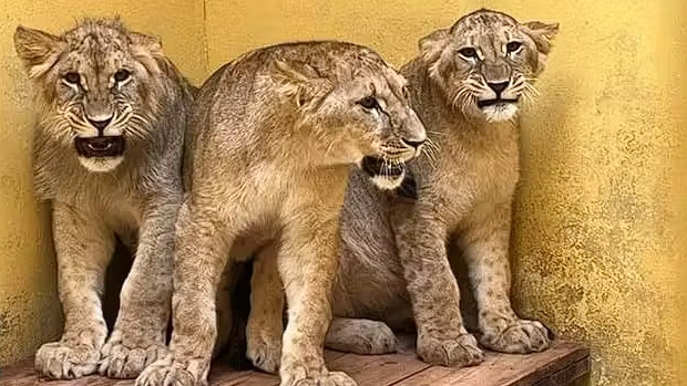 Three Young Lionesses Escape War in Ukraine for a New Life in Britain
