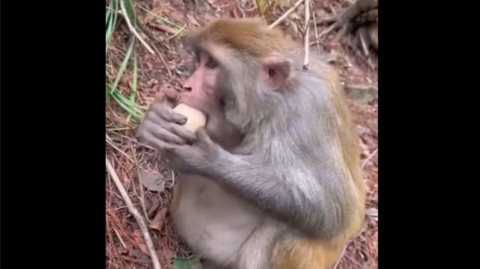 People are stunned by this monkey’s egg-peeling abilities