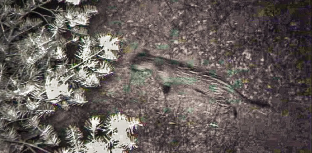 Mysterious jaguar makes an appearance in Southern Arizona’s Huachuca Mountains