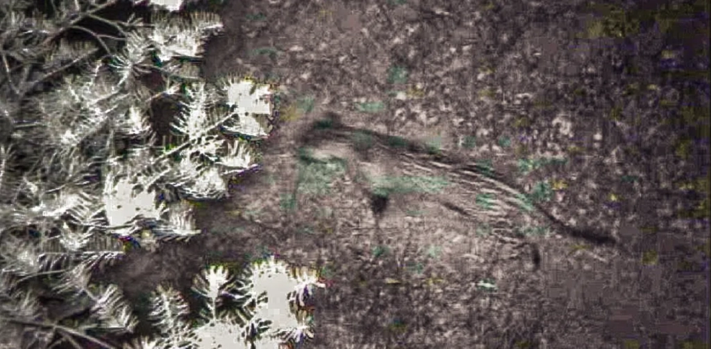 Mysterious jaguar makes an appearance in Southern Arizona’s Huachuca Mountains