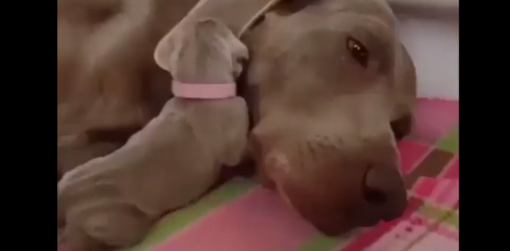 Adorable moment captured as puppy uses mother’s ear as a blanket