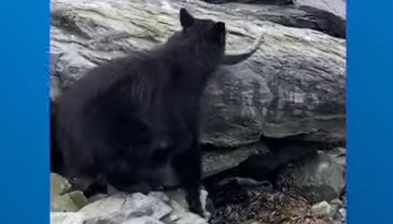 Cheeky bear steals fisherman’s freshly caught salmon