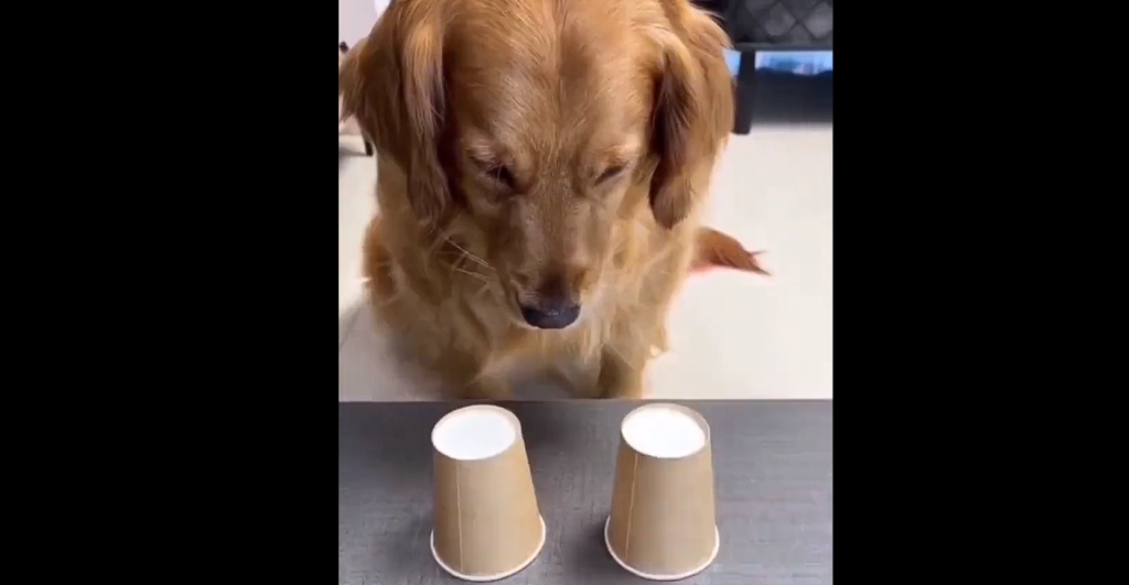 Owner gave her dog a treat puzzle: Watch its reaction when it picks the wrong one