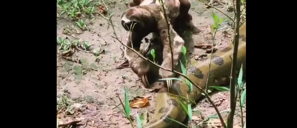 The internet is astounded by viral video: Oblivious sloth climbs over anaconda