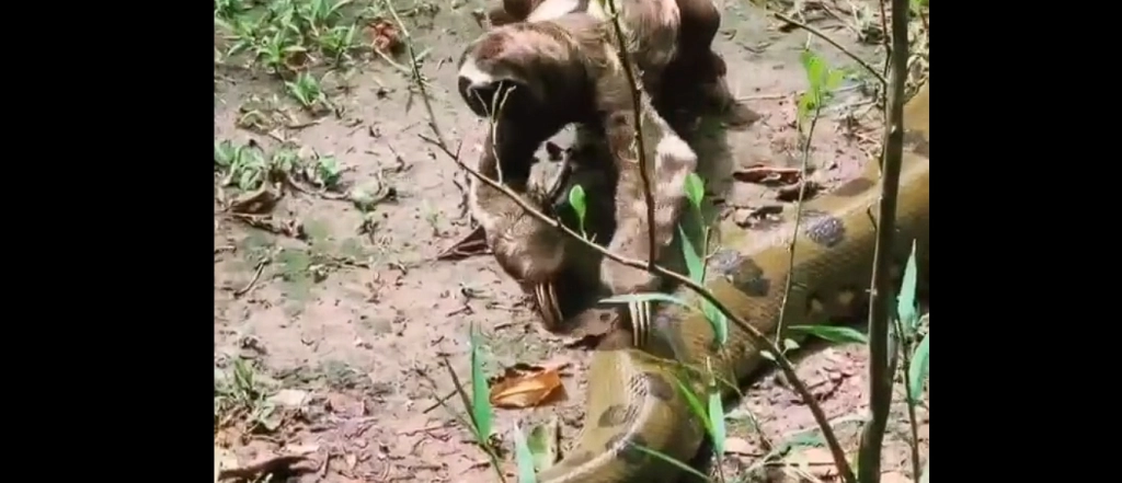 The internet is astounded by viral video: Oblivious sloth climbs over anaconda