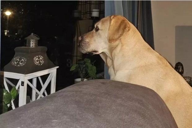 Photo of labradors has gone viral: Can you spot the second dog?