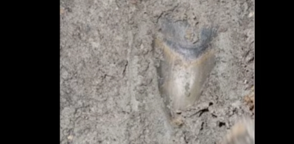 Man makes unbelievable discovery while digging in mud