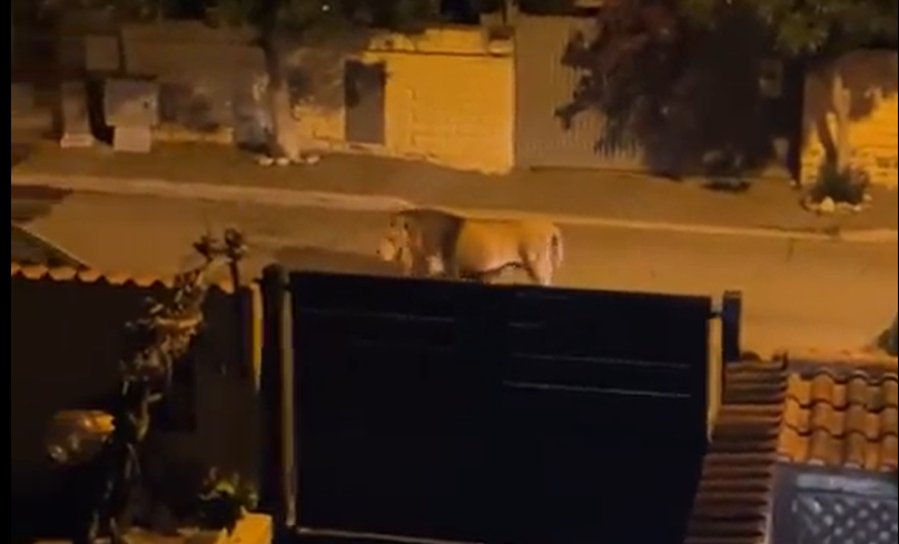 People can’t believe their eyes: Lion running wild in italian town