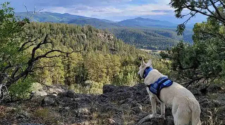 Hiker missing for months: Now found dead with his loyal dog staying by his side