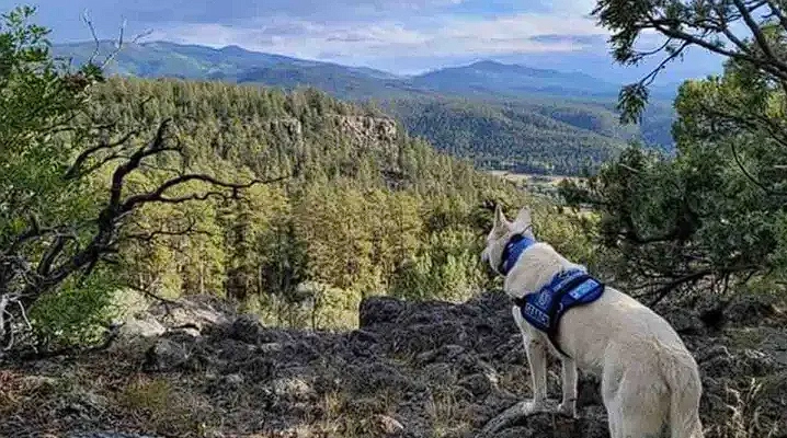 Hiker missing for months: Now found dead with his loyal dog staying by his side