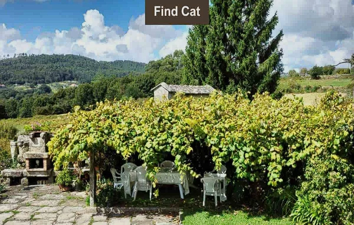 Your eyesight is perfect if you can find the hidden cat in this brain teaser
