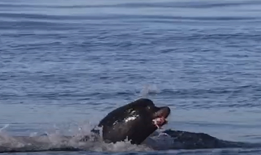 Hungry shark sneaks up on wild sea lions: Then the situation takes an unexpected turn