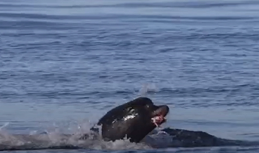 Hungry shark sneaks up on wild sea lions: Then the situation takes an unexpected turn