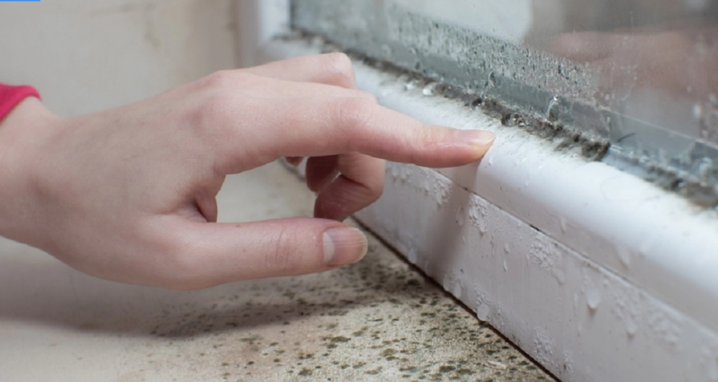 Few people are aware of it: These plants keep mold away from your home