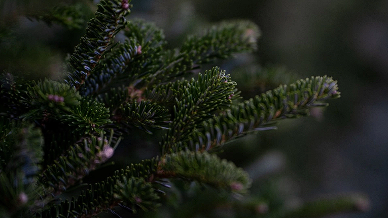 Christmas Tree Expert with 3 Tips: How to Choose the Perfect Christmas Tree