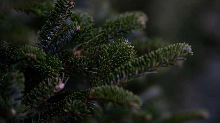 Christmas Tree Expert with 3 Tips: How to Choose the Perfect Christmas Tree
