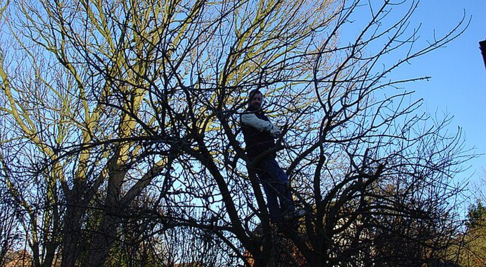 Trees and Shrubs to Prune in November and December