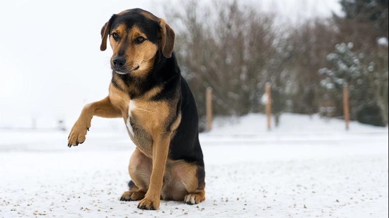 Protecting Humans from Accidents, But a Painful Ordeal for Your Dog