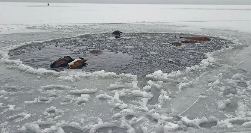 Six horses fell through the ice on a frozen lake: Only two survived the tragic fate