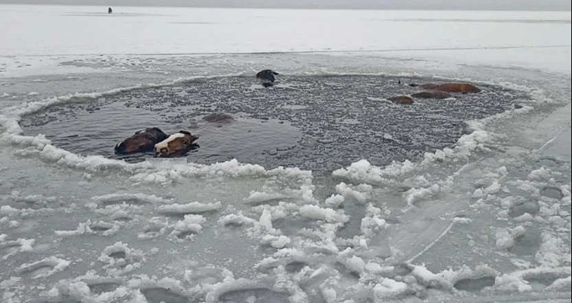 Six horses fell through the ice on a frozen lake: Only two survived the tragic fate