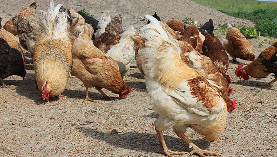 Britain’s Bizarre Cold War Plan to Use Chickens for Nuclear Mines