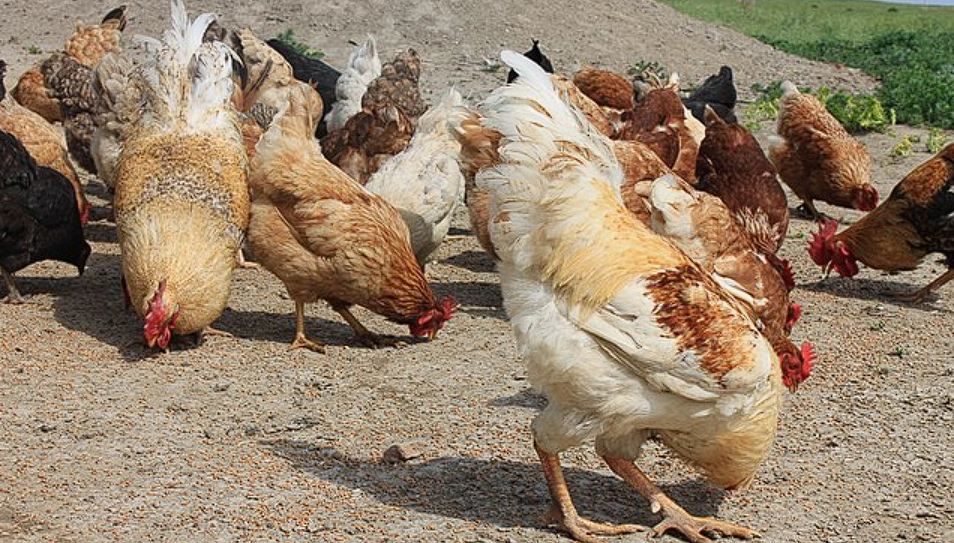 Britain’s Bizarre Cold War Plan to Use Chickens for Nuclear Mines