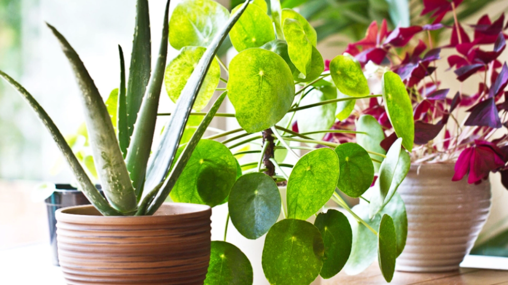 Home Heating Can Be Fatal for Indoor Plants: How to Prevent It