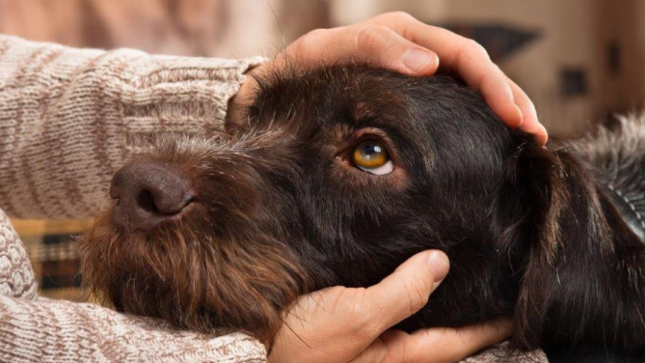 A Call to Dog Owners: ‘Your Dog is Not a Bicycle’