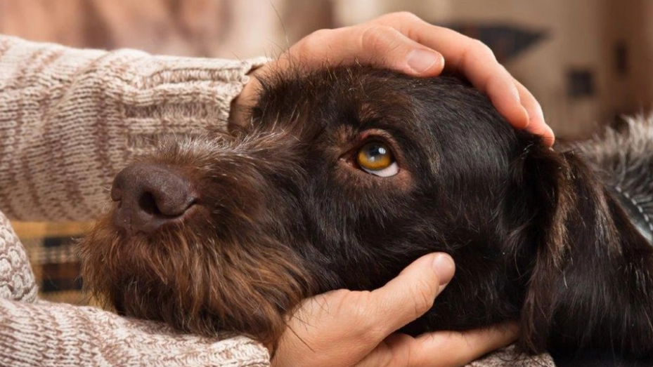 A Call to Dog Owners: ‘Your Dog is Not a Bicycle’