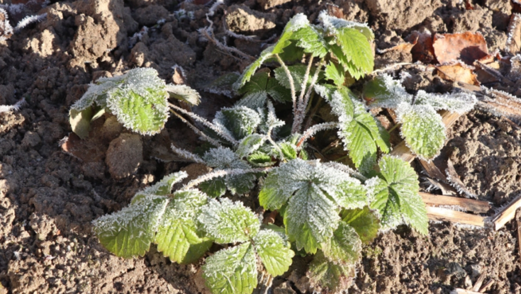 Unknown but Important Tip: How to Protect Your Garden in Winter Using Items from the Kitchen
