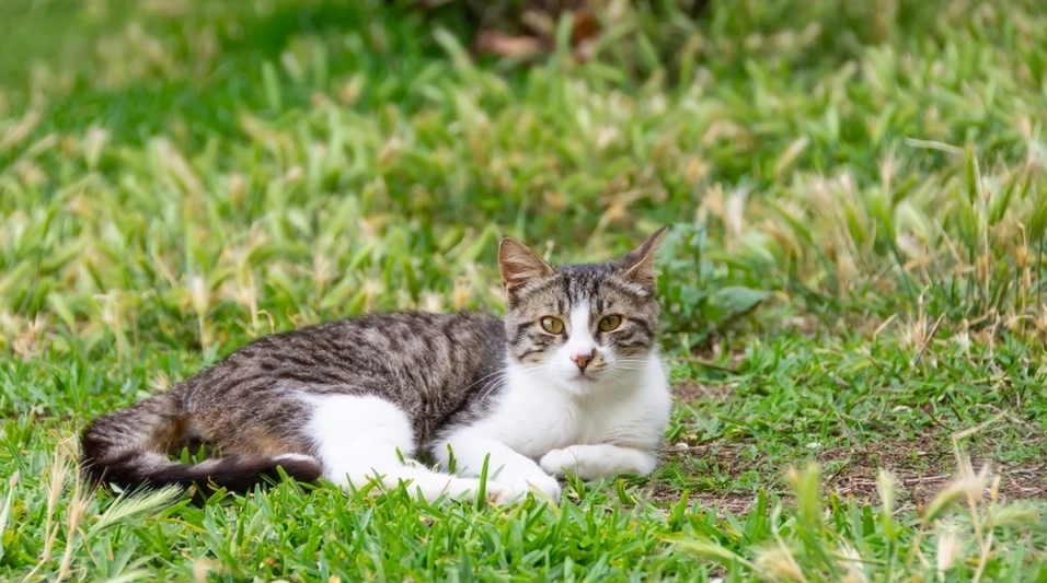Cat Toby, Missing Since 2012, Returns to Family After 11 Years